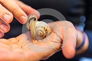 Grape snail in your hands