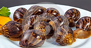 Grape snails, akhatina, on a plate, as crude food, a rawism