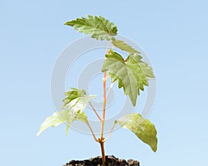 Grape sprout growing in soil heap