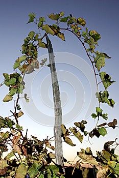 Grape stalks on a wooden stick