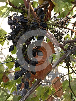 Grape still life. Autumn natural background. Abstract wallpaper. Dry grapes.