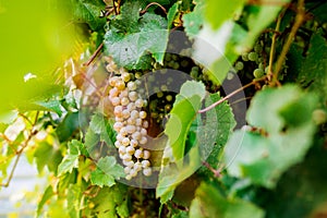 Grape. still life outside. Breakfast in bed and outdoors