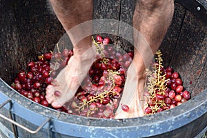 Grape stomping. Hunter Valley. New South Wales. Australia