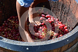 Grape stomping. Hunter Valley. New South Wales. Australia