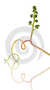 Grape tendril and cluster