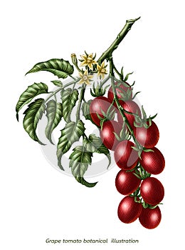 Grape tomato branch botanical vintage engraving illustration clip art isolated on white background