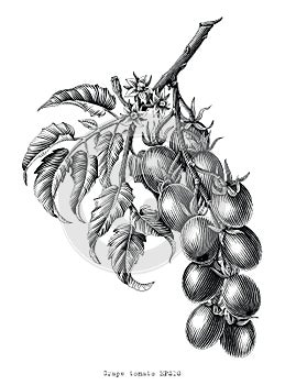 Grape tomato branch vintage engraving illustration black and white clip art isolated on white background