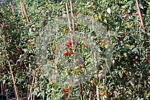 Grape tomato garden