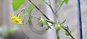 Grape tomato plant with flowers and fruit