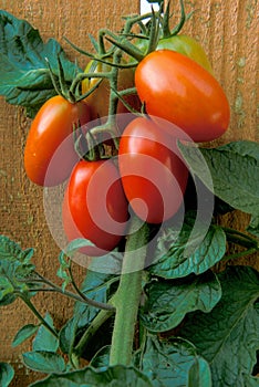Grape Tomatoes Through a Fence photo