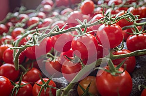 Grape Tomatoes Vine