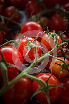 Grape Tomatoes Vine