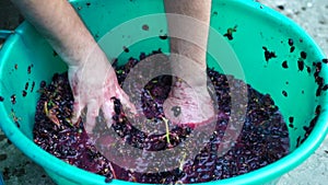 Grape-treading or grape-stomping in traditional winemaking. Senior farmer separates grapes from a bunch in traditional