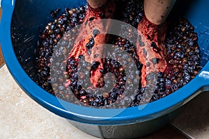 Grape-treading for wine, traditional for home winemaking. Stomping grapes with bare feet