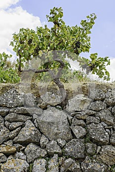 Grape tree with black grapes on a stone wall background