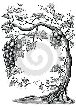 Grape tree hand drawing vintage engraving illustration on white