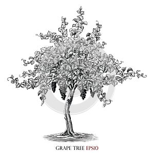 Grape tree illustration vintage engraving style black and white clip art