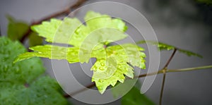 Grape tree leaf with raindrops on it. close-up.