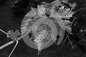 Grape tree leaf with raindrops on it. close-up.