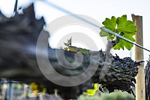 Grape tree pruning. Pruned and trimmed for growth to harvest.