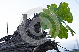 Grape tree pruning. Pruned and trimmed for growth to harvest.