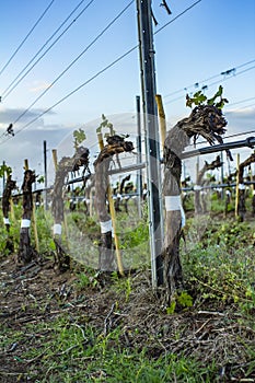 Grape tree pruning. Pruned and trimmed for growth to harvest. View on bare winter vineyard after pruning.
