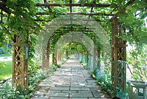 Grape trellis