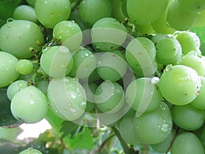 Grape is a type of fruit that grows in groups