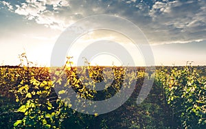 Grape Valley In Soft Sunset Light, Growing Vineyard, Picturesque Rural Landscape