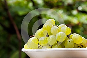 Grape and vine