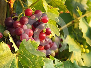 Grape vine