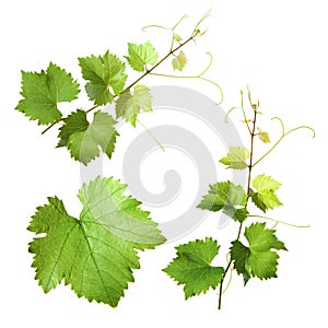 Grape vine