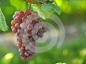 Grape on the vine