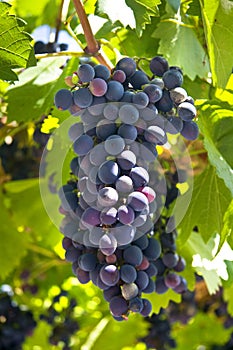 Grape vine