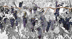 Grape Vine