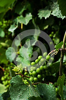 Grape Vine