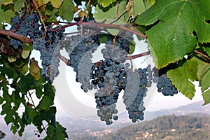 Grape-vine