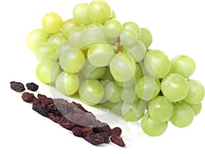 Grape vine photo