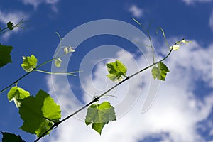 Grape vine against a blue sky with white clouds