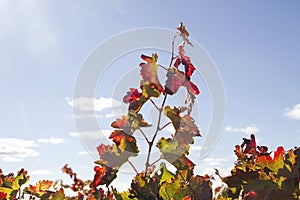 Grape vine autumnal red foliage