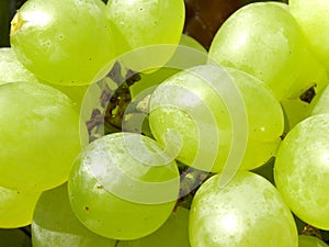 Grape vine background