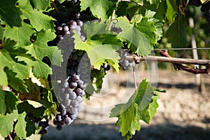 Grape on a vine. Barolo and Barbaresco wine nebbiolo grape