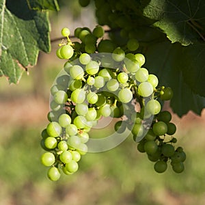 Grape on a vine branch macro