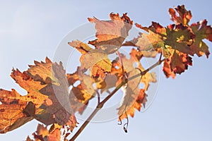 Grape vine branche with autumnal tawny foliage