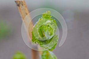Grape vine with a bud. Shot with a beautiful bokeh. New growth budding out from grapevine vine yard.