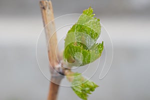 Grape vine with a bud. Shot with a beautiful bokeh. New growth budding out from grapevine vine yard.