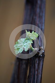 Grape vine with a bud. Shot with a beautiful bokeh. New growth budding out from grapevine vine yard.