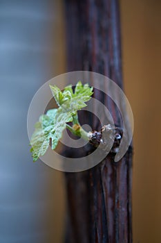 Grape vine with a bud. Shot with a beautiful bokeh. New growth budding out from grapevine vine yard.