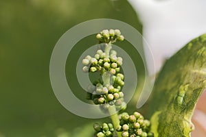 Grape vine buds, Vitis vinifera