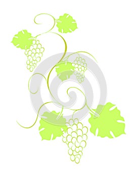 Grape vine with bunches and leaves photo